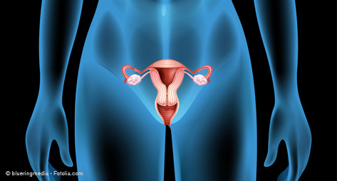 Abbildung der weiblichen Geschlechtsorgane, Scheidenkrebs, Krebs der Frau, Albertinen Tumorzentrum, Albertinen Krankenhaus, Hamburg-Schnelsen