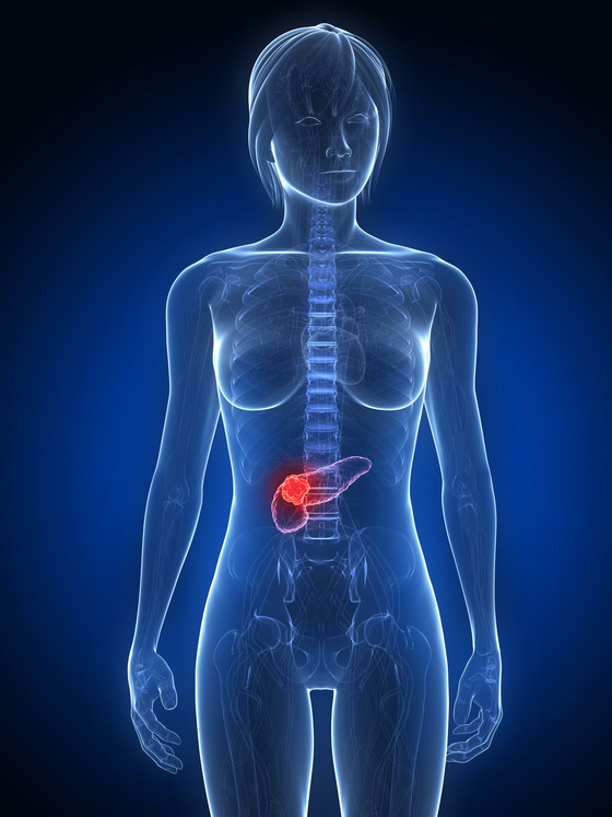 Darstellung des Bauchraums mit roter Bauchspeicherdrüse, Bauchspeicheldrüsenkrebs, Entfernung des Tumors, Krebs sonstiger Bauchorgane, Albertinen Tumorzentrum, Hamburg-Schnelsen Darstellung des Bauchraums mit roter Bauchspeicherdrüse, Bauchspeicheldrüsenkrebs, Entfernung des Tumors, Krebs sonstiger Bauchorgane, Albertinen Tumorzentrum, Hamburg-Schnelsen