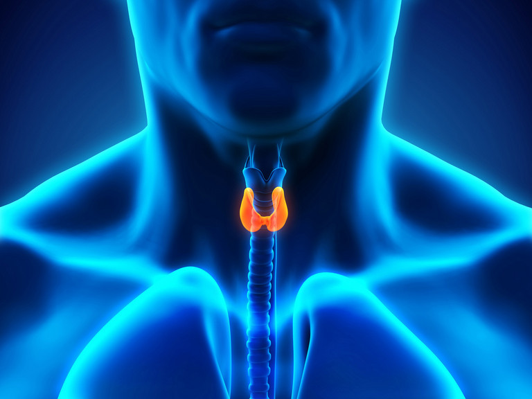 Grafik Schilddrüse, Allgemein-, Viszeral- und Tumorchirurgie, Albertinen Krankenhaus, Hamburg-Schnelsen Grafik Schilddrüse, Allgemein-, Viszeral- und Tumorchirurgie, Albertinen Krankenhaus, Hamburg-Schnelsen
